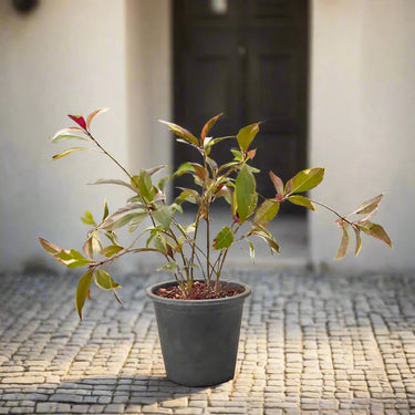 Golden Net Bush